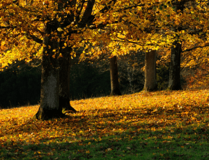 Woodland in Autumn