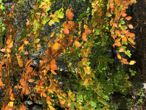 Green and orange leaves
